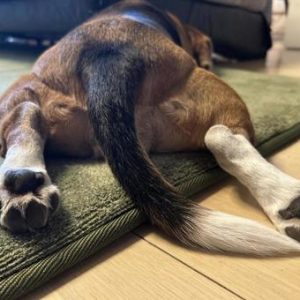 The Agile Hound (Beagle)
