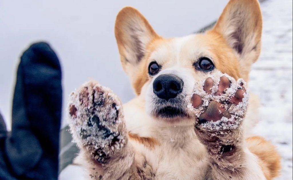 Playful Corgi