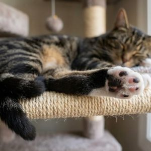 The King of the Castle