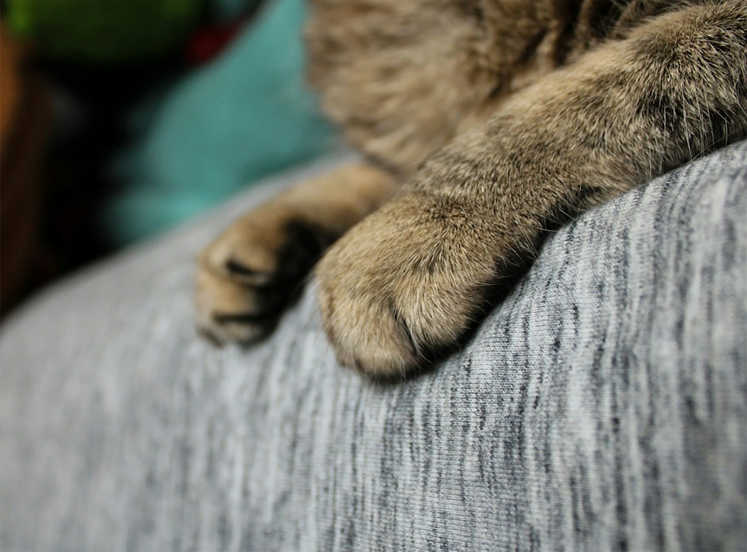 10 Reasons Animal Paws Are Simply Irresistible
