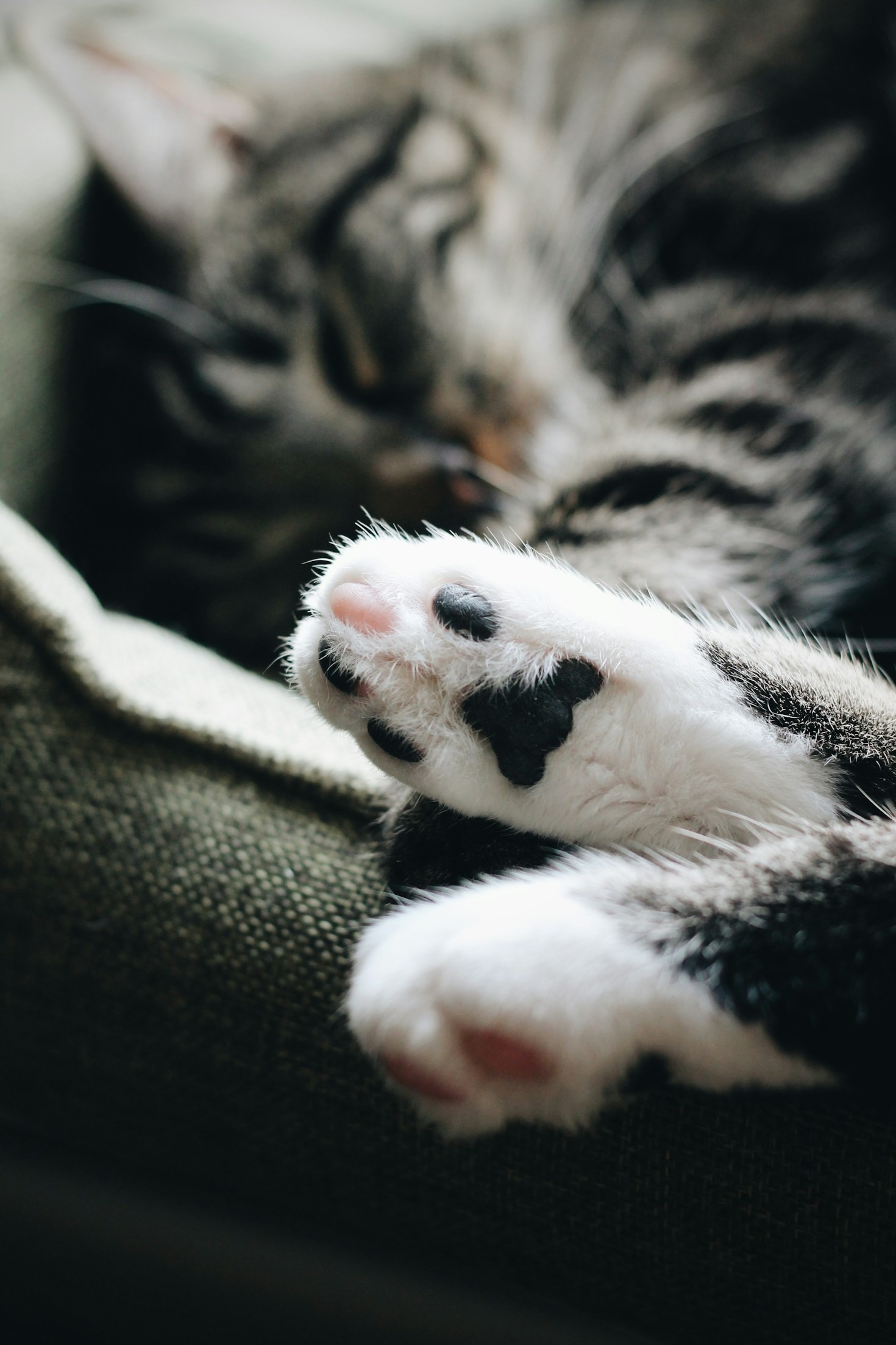 Behind the Lens: Capturing the Essence of Paws