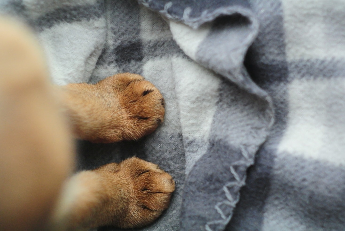 The Art of Animal Paw Photography – A New Perspective