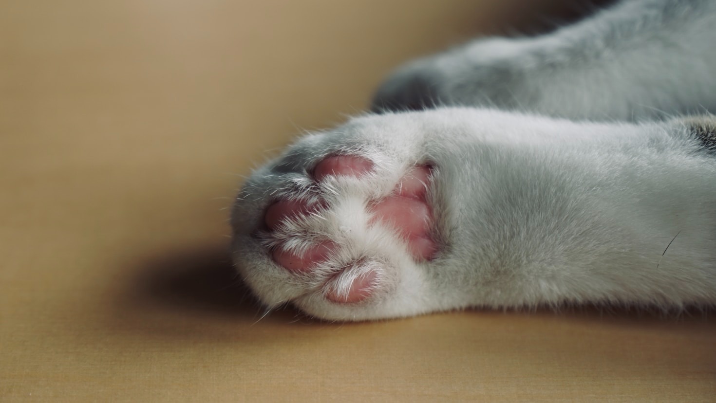 Why Pet Enthusiasts Adore Paw Portraits