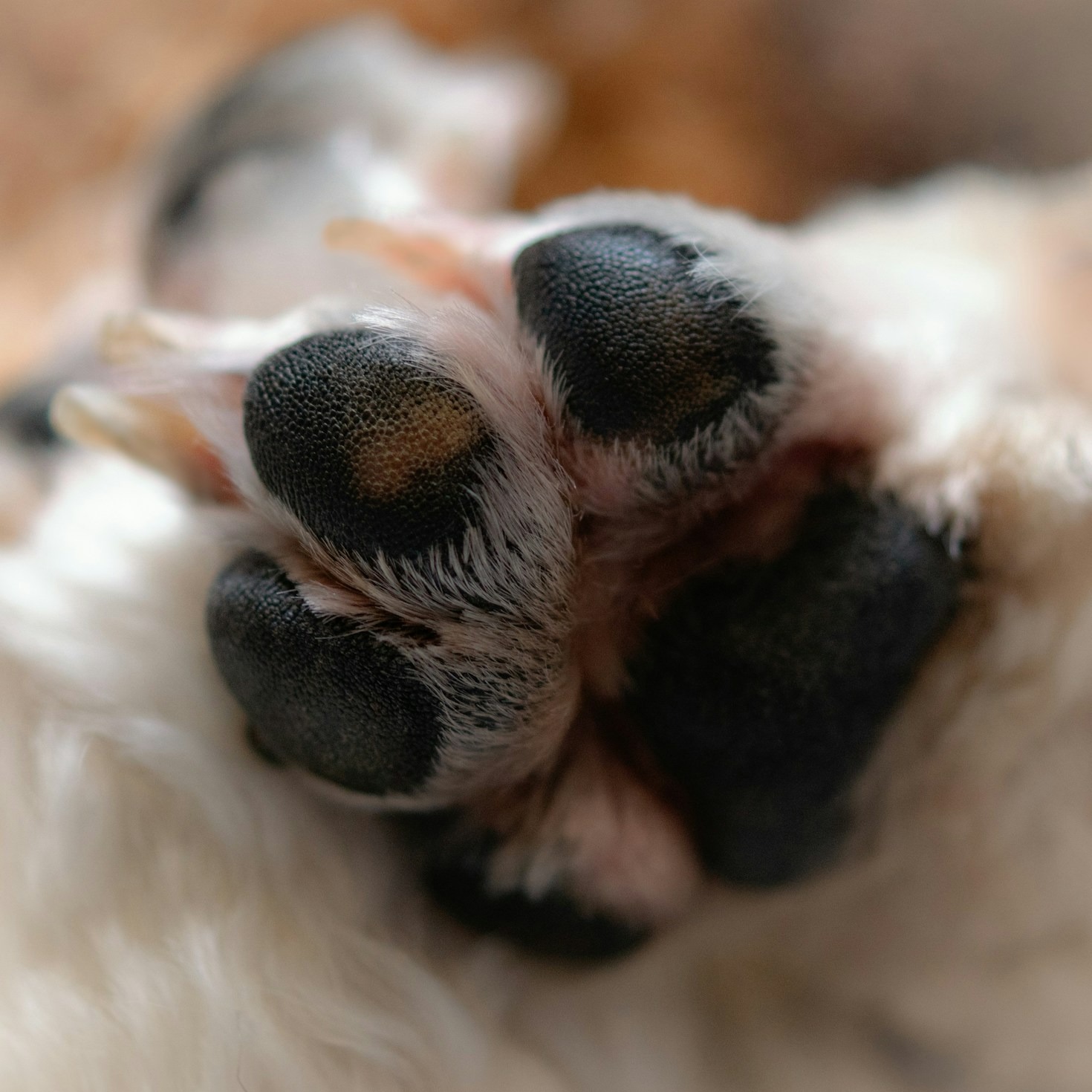 Celebrating the Connection Between Pets and Their Paws