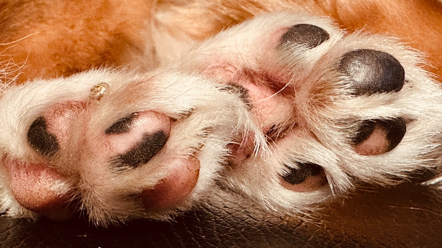 From Furry to Fluffy: The Diversity of Animal Paws